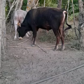 Őkuz tuwe sygyr