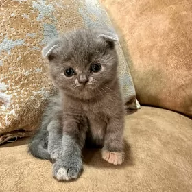 Вислоухие котята
