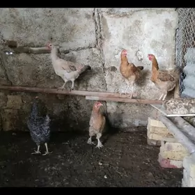 armyan tawuk