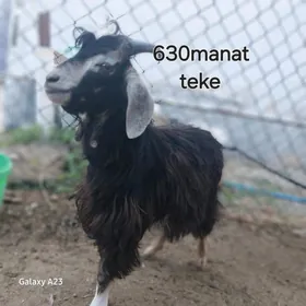 çewis