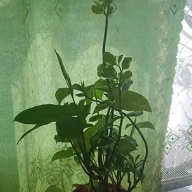 ой гуллер