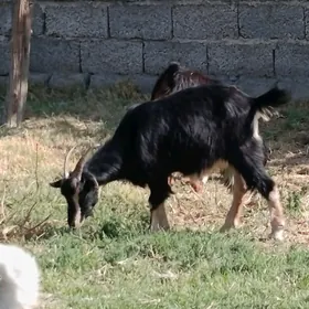bakylan geci