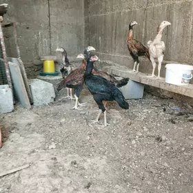 Taşkent
