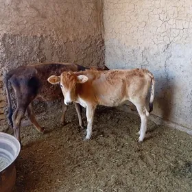 Goller gulajyn