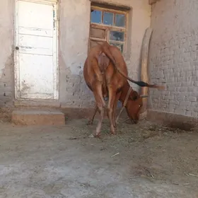 8 AÝLYK YAKYN ULY PARODA BOGAZ