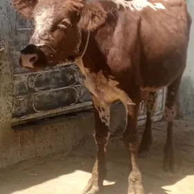 İki sany öküz