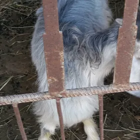 geçci