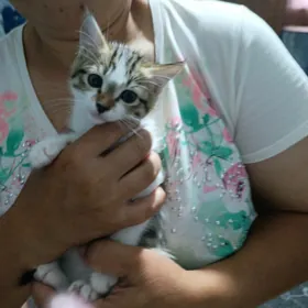 Домашние котята