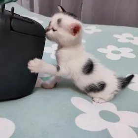котенок