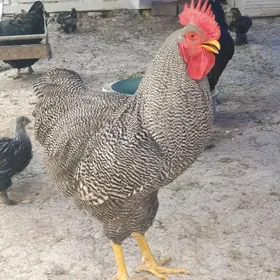 Ataks, dominant horazlar