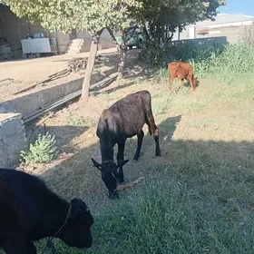 Okuzce