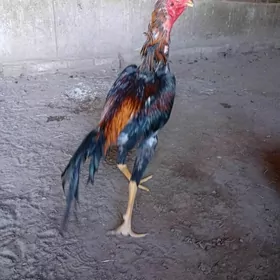 horaz