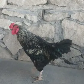 GIGANT HORAZ