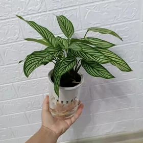 КАЛАТЕЯ
