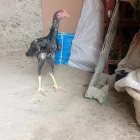 horaz