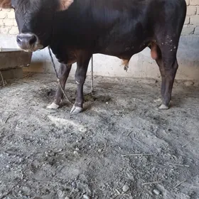 3 SANY ULY ÖKIZ