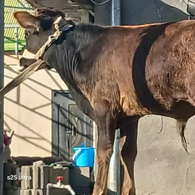 ökuz