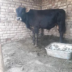 ökiz
