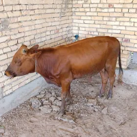 BAKLYK ÖKUZ