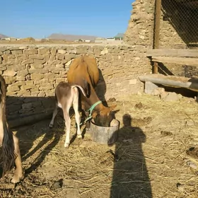 Sygyr göle