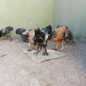 arginal silwer brama