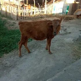 Качар