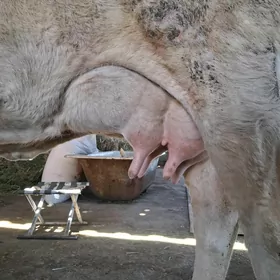 ARASSA SWET GÖLELİ SYGYR