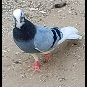 kepderi