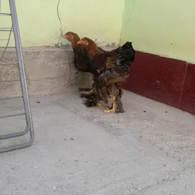 Brama