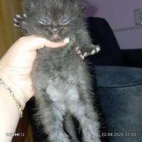 Котята
