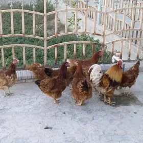 Towuk paroda