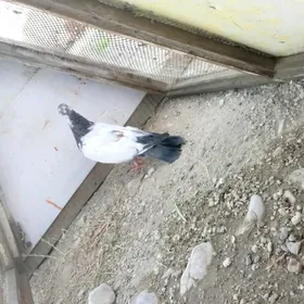 Kepderi