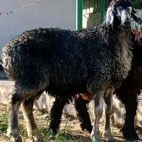 toklular