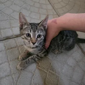 кот