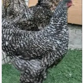 Brama,koko.