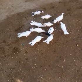 Kepderi