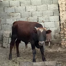 Okuzce
