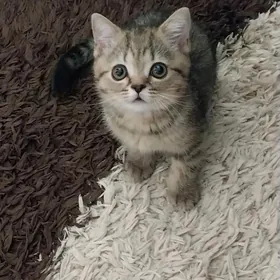 котёнок