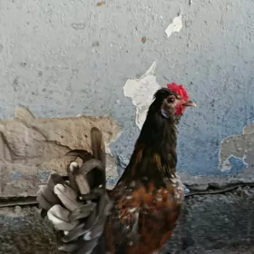 Karlik
