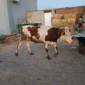 Ala Økūz