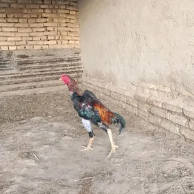 Baysy horoz