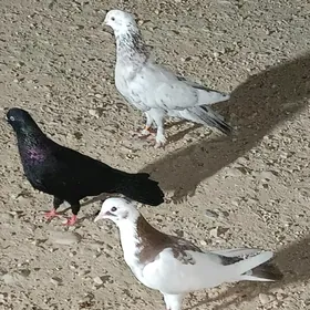 kepderi