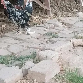karlyk