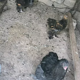 Laset gara brama