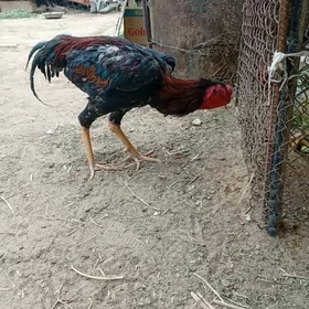 horaz