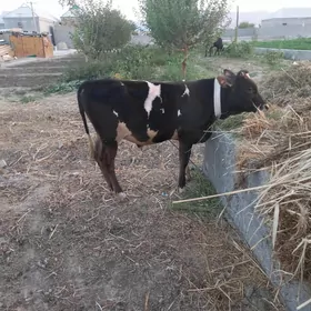 öküz