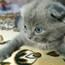 чистокровные котята