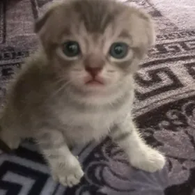 Orginal Şotland pişik!