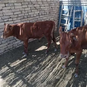 Gole öküzce Gulajun