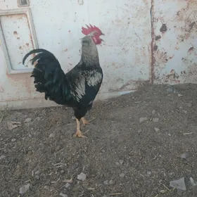 guşlar